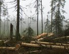 Zvrat na Šumavě: inspekce chce dát šéfům parku pokutu za kácení u Ptačího potoka