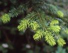 Ředitel národního parku na Šumavě chce opět používat jedovaté chemické postřiky