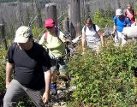 Šumavskými pralesy i holinami na vlastní oči: zítra začíná třináctý ročník pochodu Hnutí DUHA národními parky