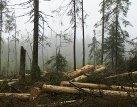 Pokuta ČIŽP potvrdila opakované nelegální poškozování přírody Správou NP Šumava: reakce Hnutí DUHA na zprávu ČTK