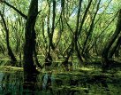 Proti povodním: zdravou krajinou, ne přehradami
