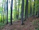Pane hejtmane Netolický, nedopusťte ničivé, nelegální kácení v cenné rezervaci Psí kuchyně!