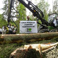 Polský Bělověžský prales kácejí harvestory. K ochraně klenotu evropské divočiny nenásilnou občanskou blokádou se přidali i Češky a Češi