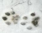 Střílení vlků problémy chovatelů ovcí nevyřeší