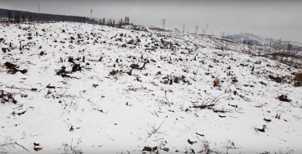 Záběry z dronu ukazují kolaps lesů v předhůří Jeseníků. Změna hospodaření musí přijít rychle
