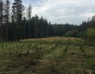 Stovky lidí píší premiérovi: „Pane Babiši, zasaďte se o výsadbu pestrých lesů, smrky hynou.”