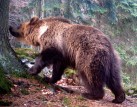 Stanovisko Hnutí DUHA k aktuálnímu výskytu medvěda na východě Moravy