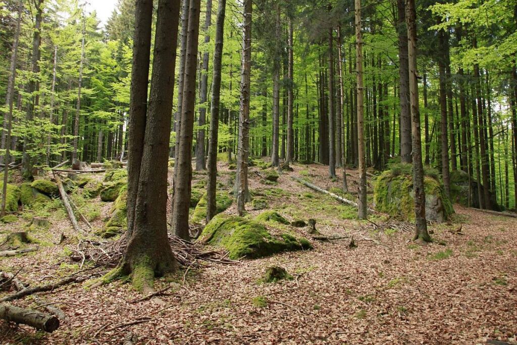Rada NP Šumava dnes odložila projednání návrhu zonace národního parku
