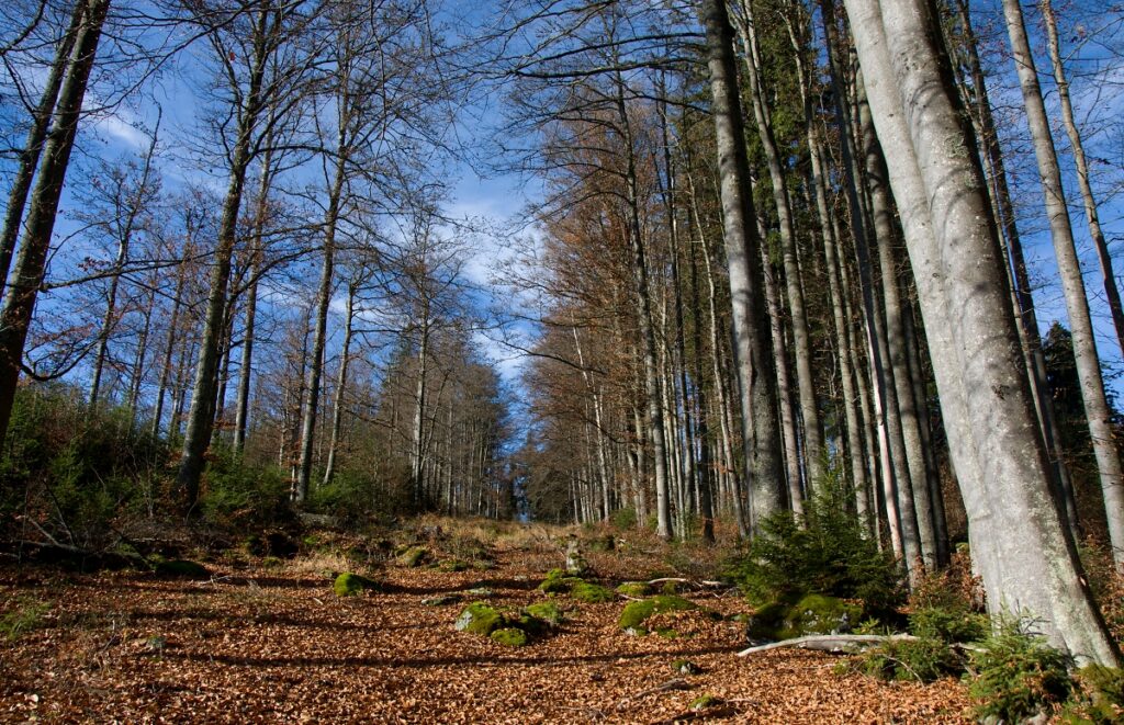 Návrh zonace NP Šumava zatím nechrání cenné skvosty šumavské přírody