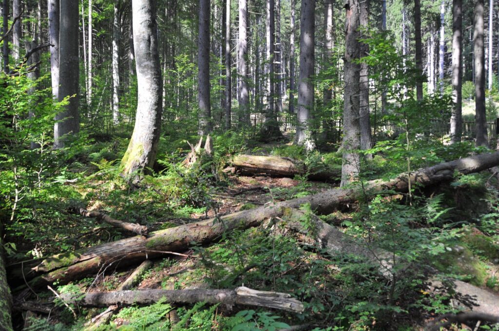 Správa CHKO Šumava povolila Lesům ČR kácení na většině území NPR Boubínský prales