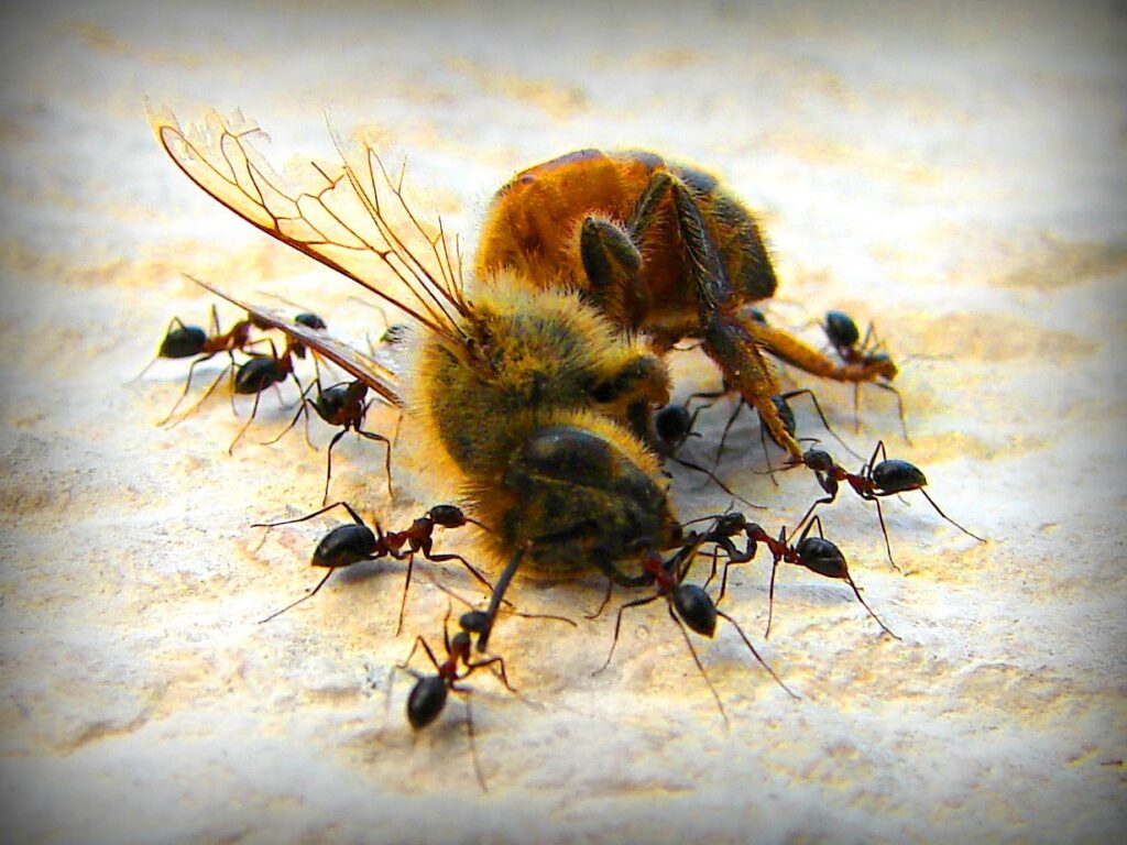 Každý desátý druh včel a motýlů je kvůli pesticidům či úbytku přirozených stanovišť v Evropě ohrožený vyhynutím