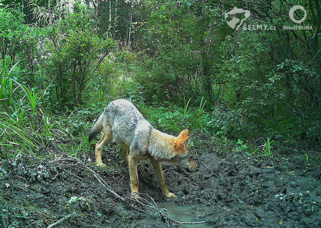 Nejen na Moravě, ale i v Čechách: vlčata se letos narodila od Orlických až po Krušné hory