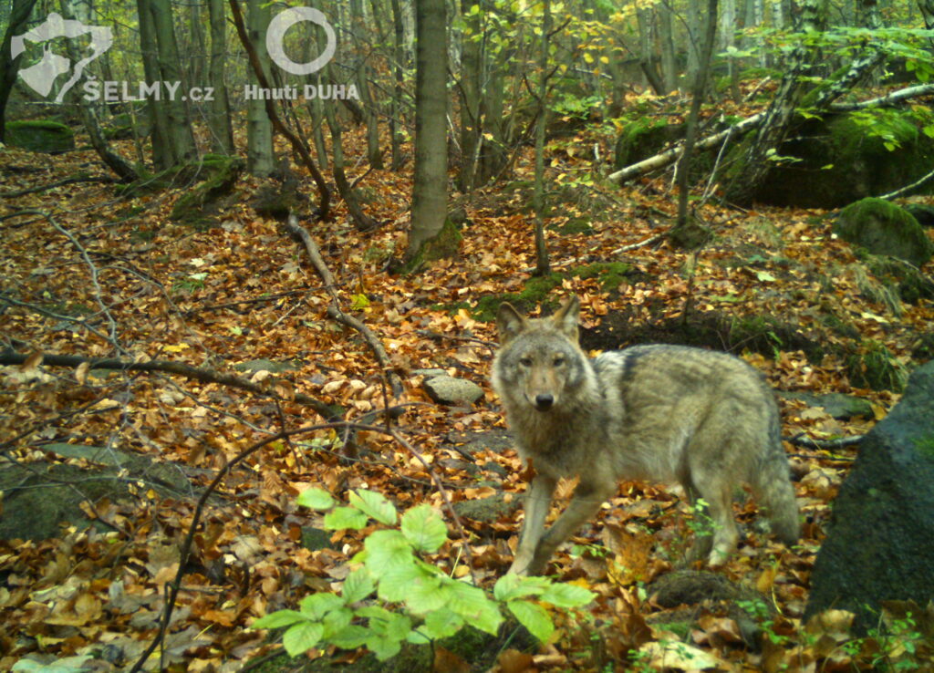 Vlci se letos rozmnožili nejméně v osmi oblastech. Potvrdil to monitoring Hnutí DUHA Šelmy