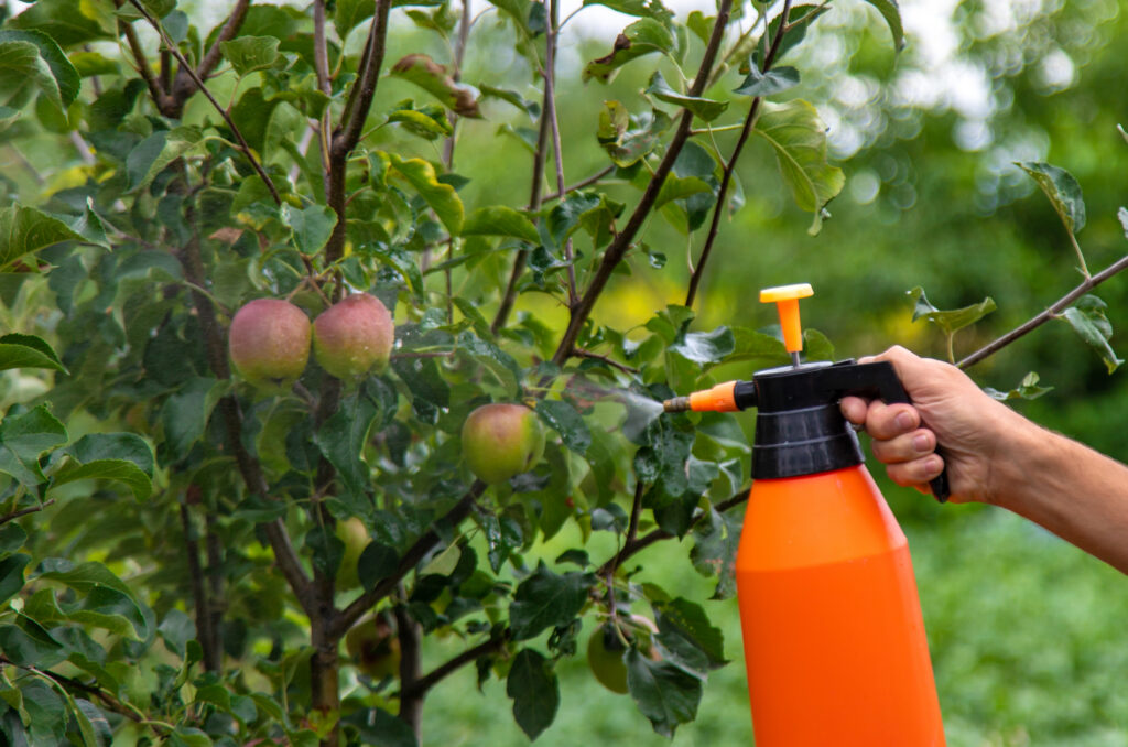 České a lucemburské jablko obsahovalo 7 druhů pesticidů, nejvíc z 59 jablek testovaných napříč Evropou